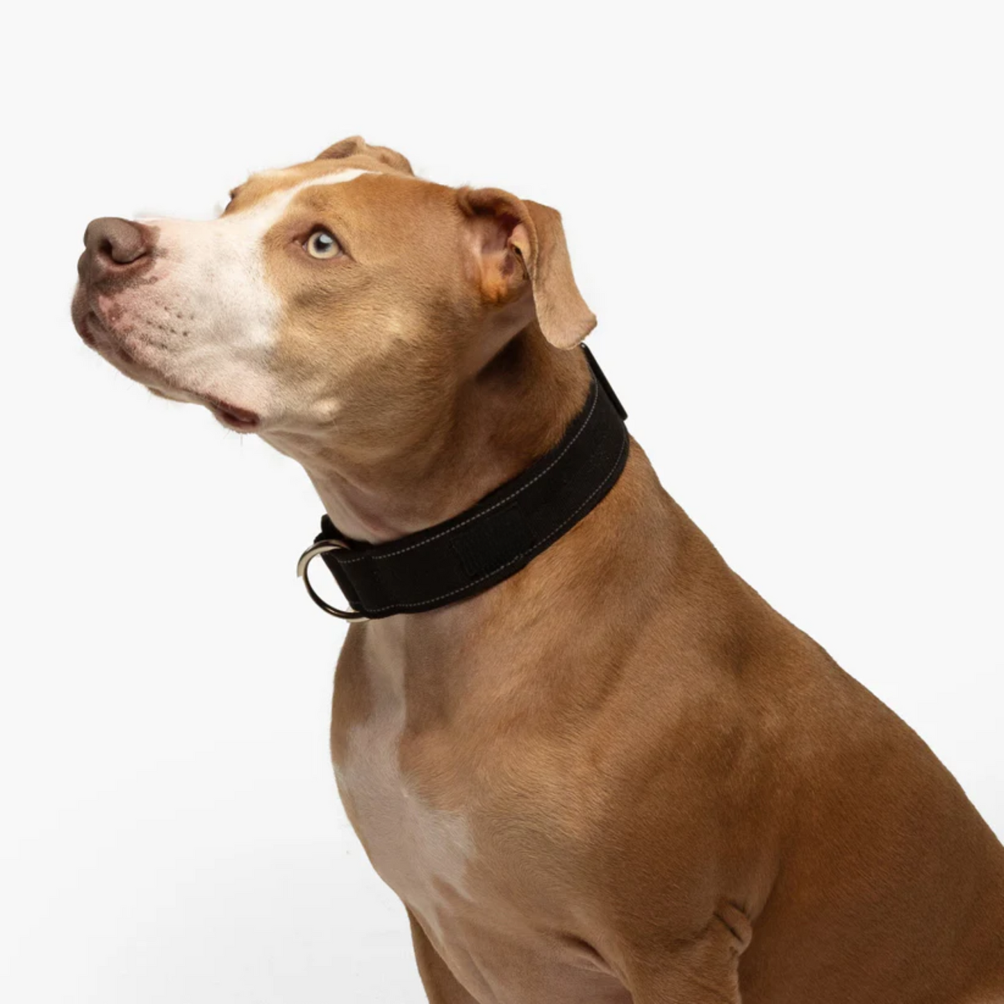 Collier de dressage robuste